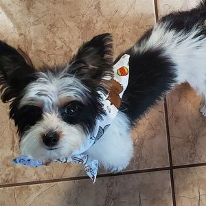 Meet your Posher, Dan